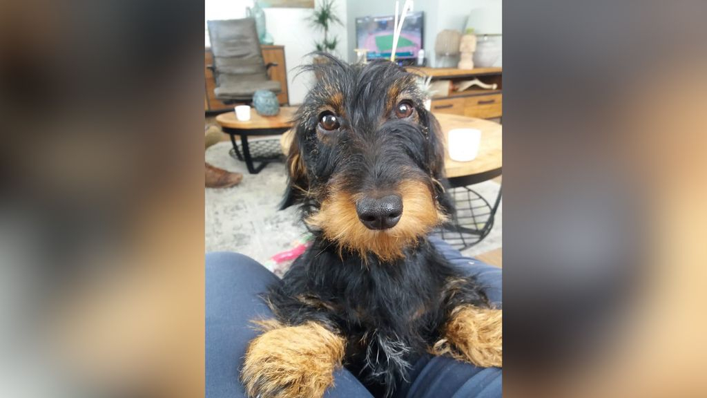 Foto: Teckel Sammie waarschijnlijk overleden door vergif; baasje roept op om voorzichtig te zijn