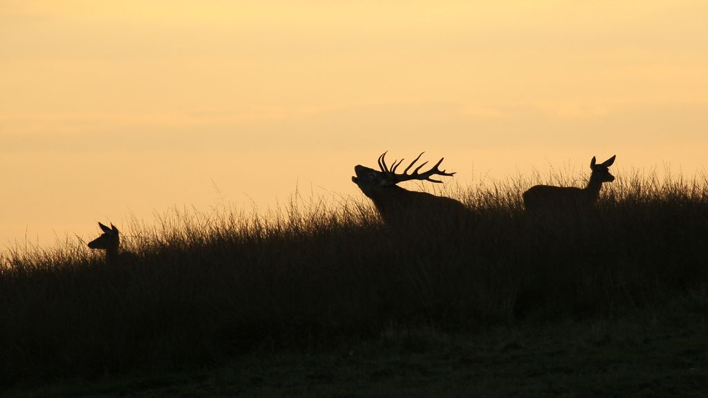 Foto: Bekeuringen uitgedeeld voor verstoren hertenbronst