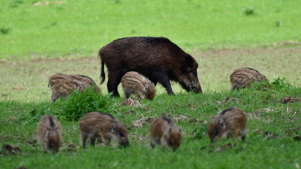 Foto: Zwijnen wacht hongerdood door gebrek aan eikels en beukennootjes