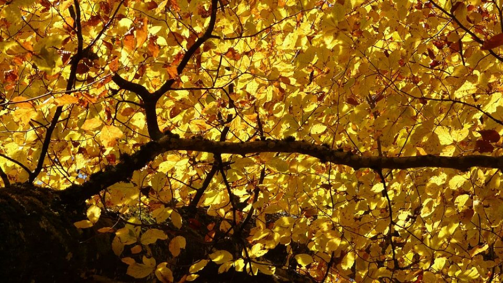 Foto: Twee monumentale bomen zorgen voor acuut gevaar en worden snel gekapt