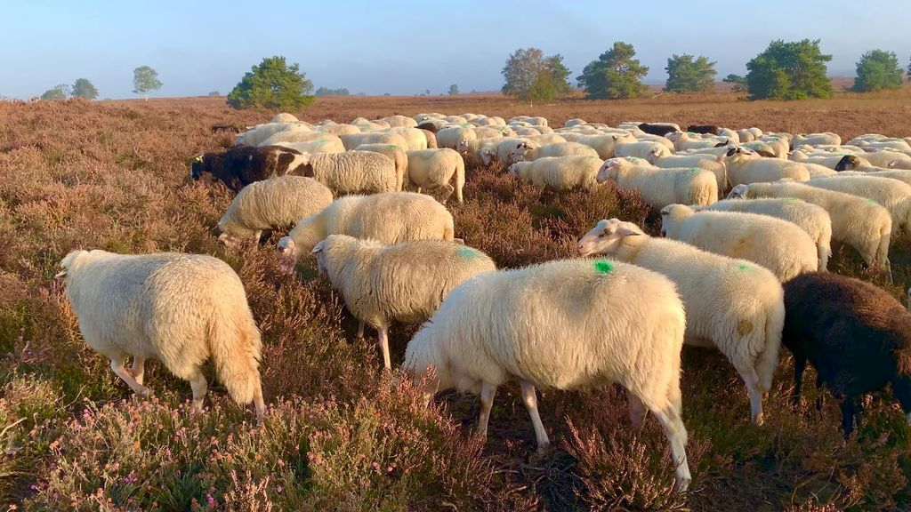 Foto: Schaapherder Daphne nu nog meer op haar hoede voor de wolf