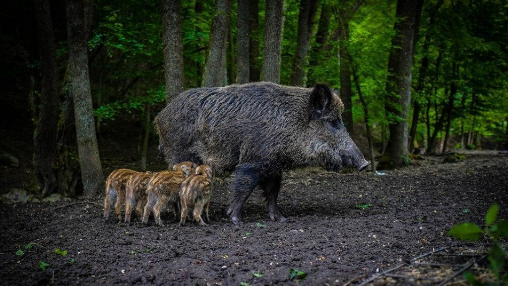 Foto: Recordaantal wilde zwijnen afgeschoten op de Veluwe