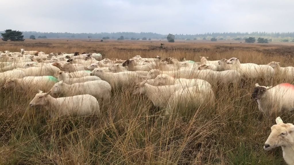 Foto: Kuddewaakhond als oplossing voor aanval wolf?
