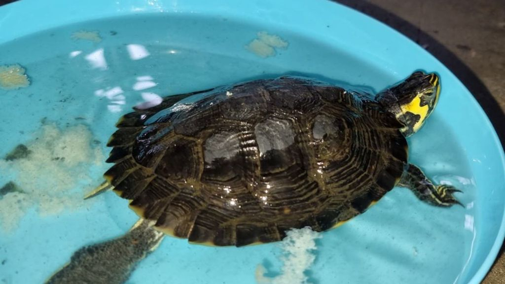 Foto: Geelwangschildpad gedumpt in kledingcontainer