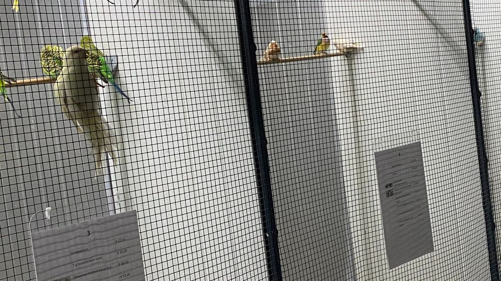 Foto: Berben nu met een prachtige buitenvolière