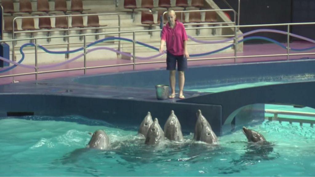 Foto: Slogan ‘Ontdek, Beleef en Bescherm’ Dolfinarium misleidend, zegt reclamecommissie