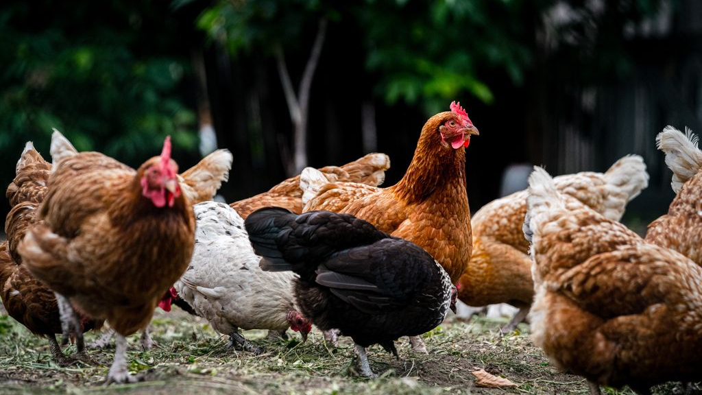 Foto: Ophokplicht voor pluimvee na uitbraak vogelgriep