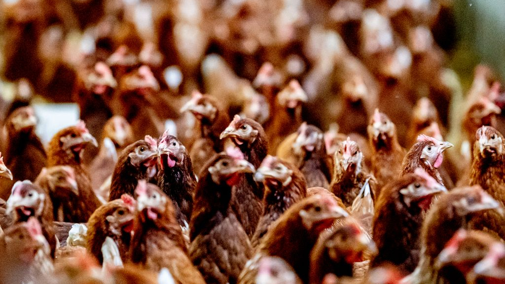 Foto: Ophokplicht pluimvee moet niet te lang duren: 'Anders vallen bedrijven om'