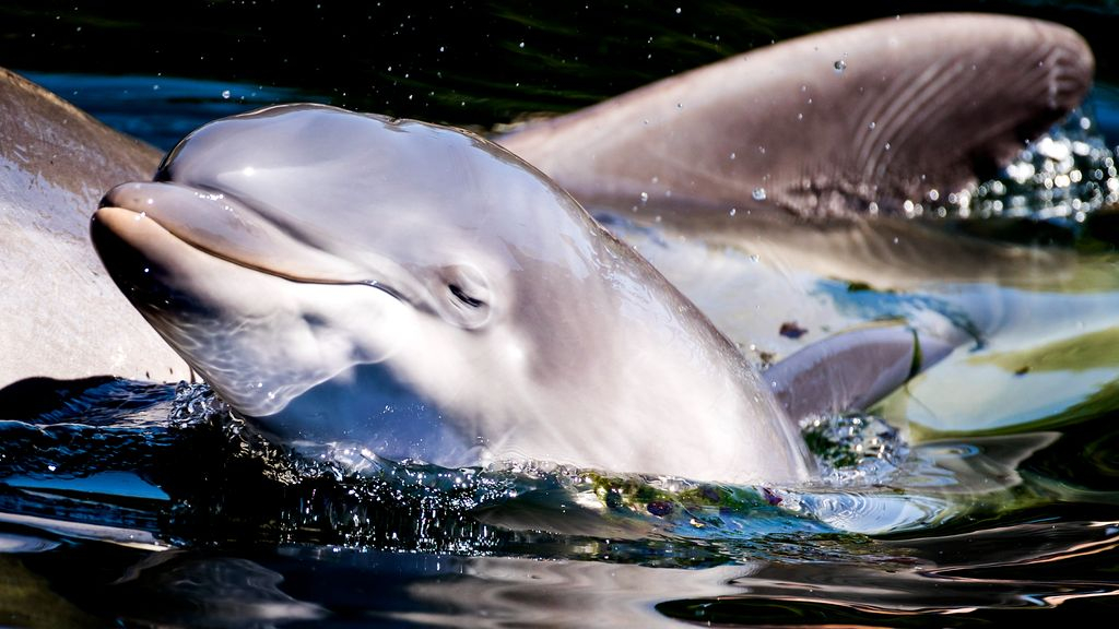 Foto: Dierenrechtenorganisaties willen Dolfinarium-deal blokkeren: 'De slager keurt zijn eigen vlees'