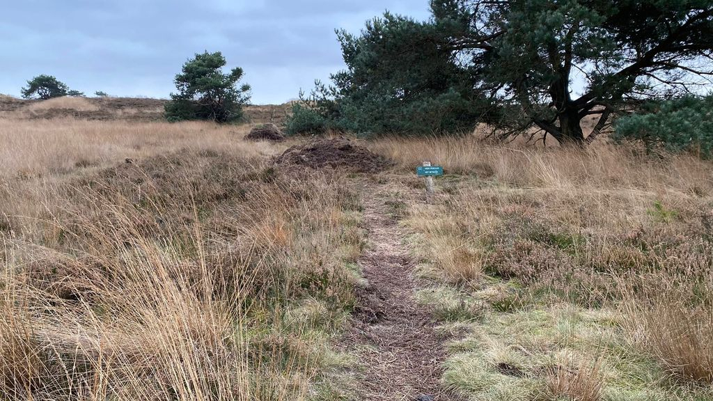 Foto: Gemeente gaat 'olifantenpaadjes' op de heide onderzoeken en misschien afsluiten