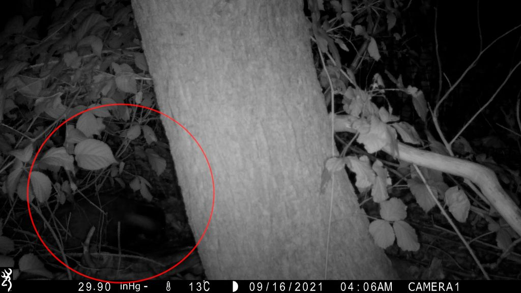 Foto: College zegt niet verantwoordelijk te zijn voor gestolen wildcamera