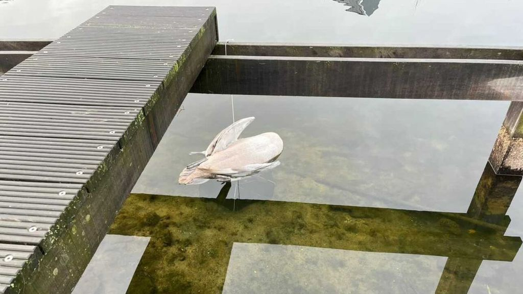 Foto: Jonge zwaan zit vast in visnet en verdrinkt