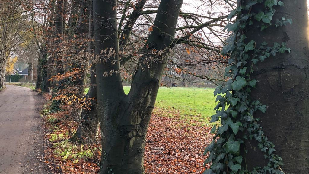 Foto: Scherpe criteria voor monumentale bomen