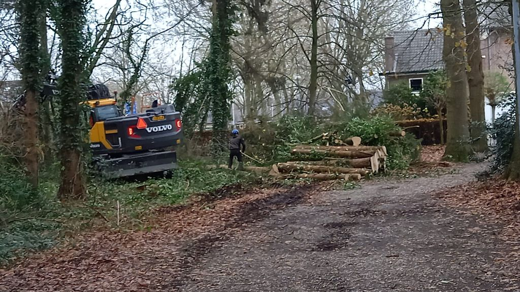 Foto: Bomenkap in veelbesproken Pastoriebos stilgelegd: 'Ik voel mij voor gek gezet'