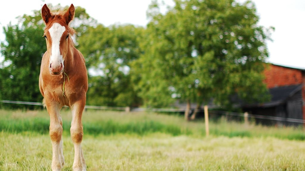 Foto: Bezwaar geur- en geluidsoverlast Elspeet ongegrond verklaard