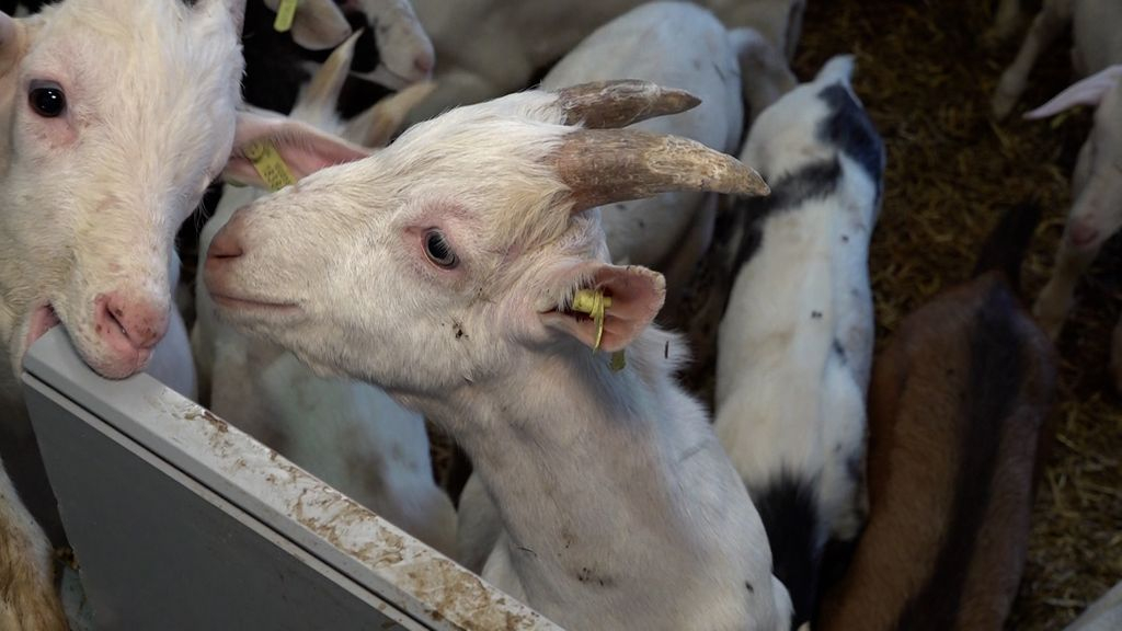 Foto: Een geitenkaasje eten we wel, maar bokkenvlees? 'Daar moet verandering in komen'