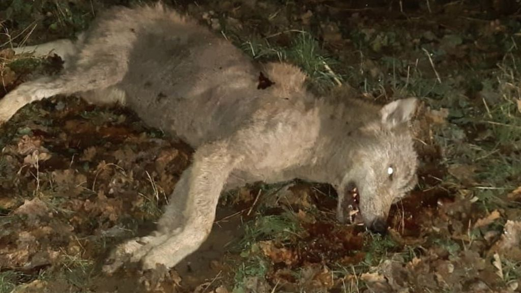 Foto: Wolf dood na aanrijding in Elspeet