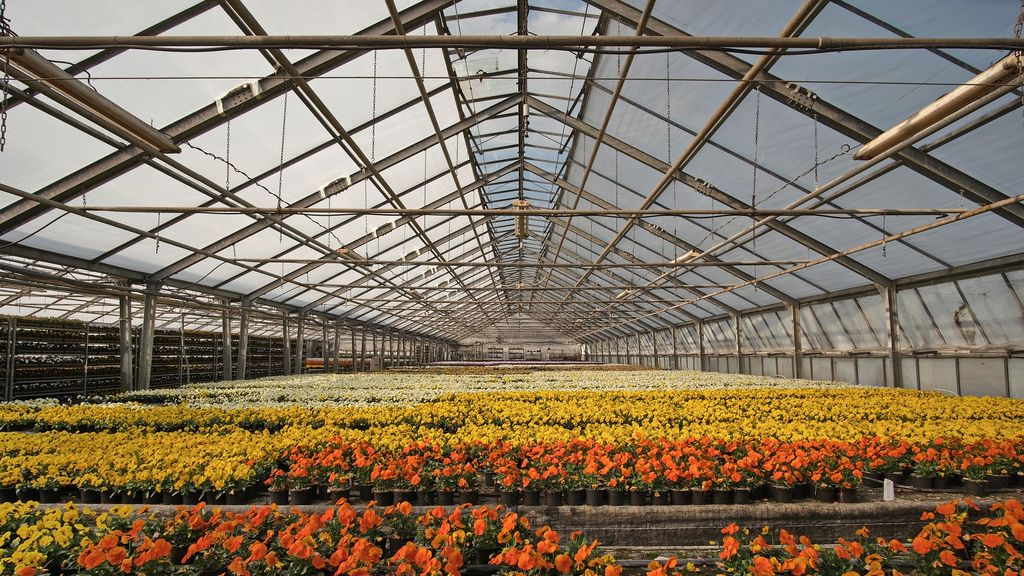 Foto: Kwekerij mag tunnelkassen uitbreiden