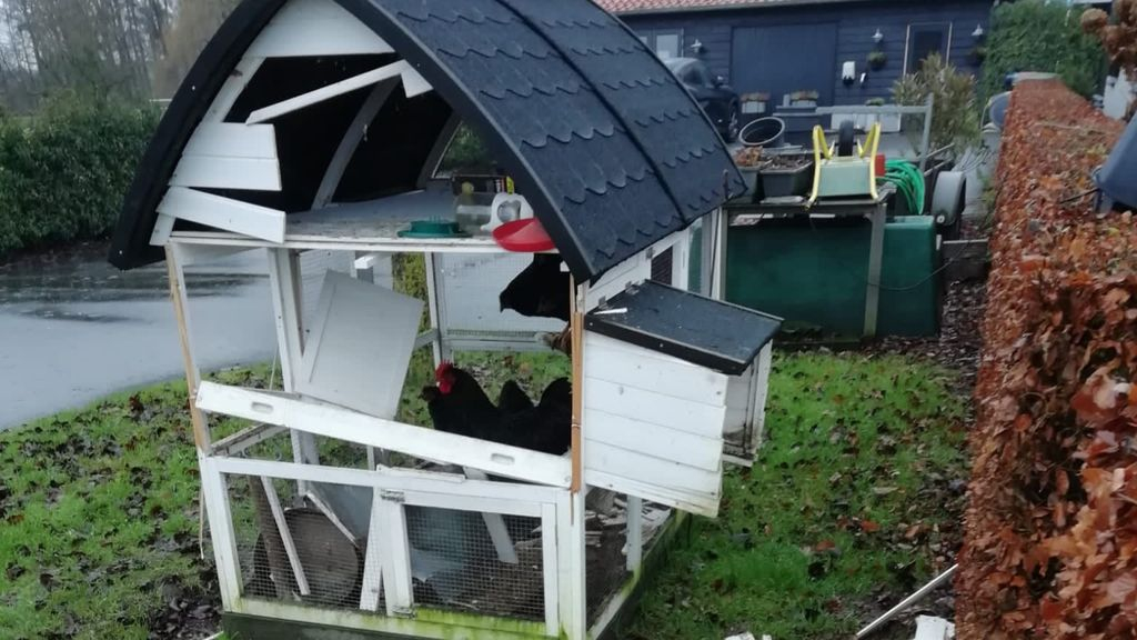 Foto: Eigenaar opgeblazen kippenhok aangeslagen: 'Dit is schandálig'