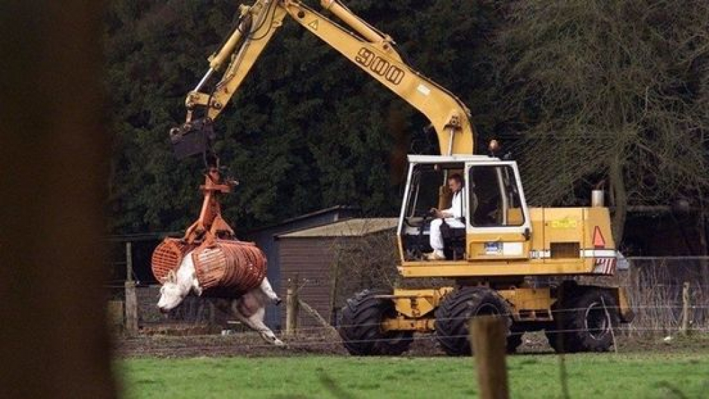 Foto: 'Vergeten veehouder' verliest allerlaatste rechtszaak over MKZ-uitbraak in Kootwijkerbroek