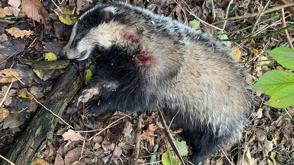 Foto: Doodgeschoten das gevonden op de Veluwe: 'Wat bezielt mensen toch?'