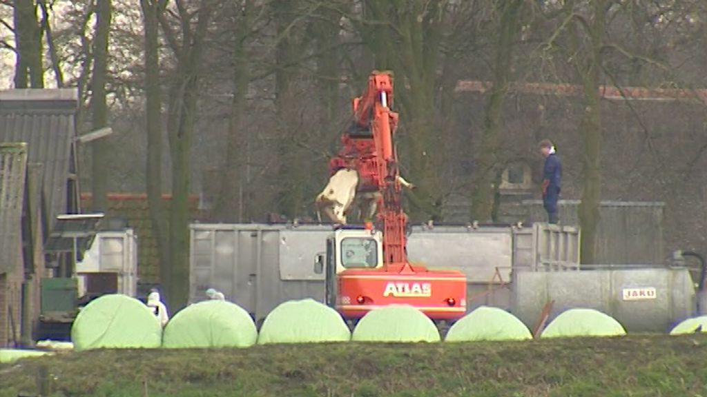 Foto: 'Het is geen verrassing', zegt veehouder na verlies rechtszaak over MKZ-uitbraak