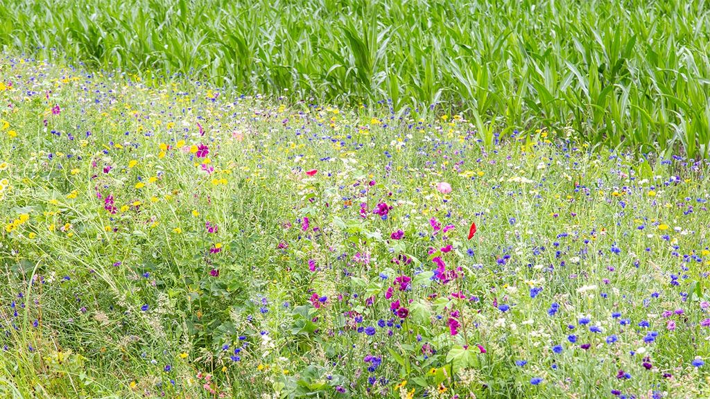 Foto: Subsidie voor bloemrijke akkerranden in Putten