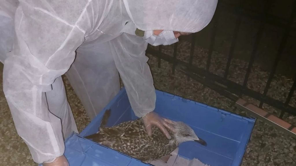 Foto: Dierenambulance NW-Veluwe: “Vogelgriep slaat steeds meer om zich heen”