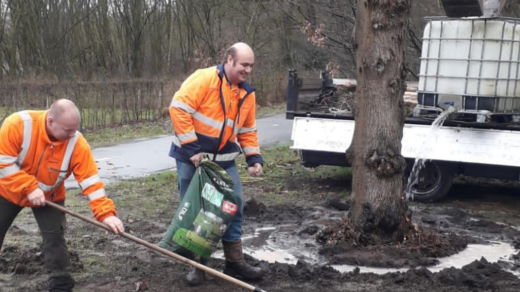 Foto: Oude linde krijgt nieuwe plek bij Het Ei