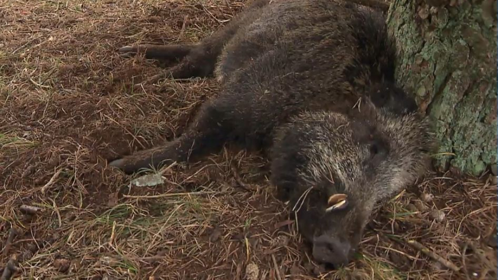 Foto: Zwijnen gaan letterlijk dood van de honger: 'Niks aan de hand'