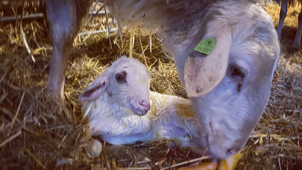 Foto: Eerste drie lammetjes geboren bij schaapskudde in Elspeet