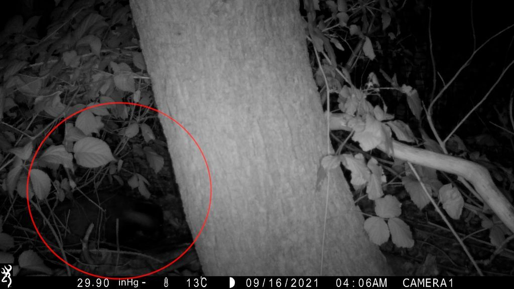 Foto: OM gaat aangifte diefstal wildcamera’s niet verder onderzoeken