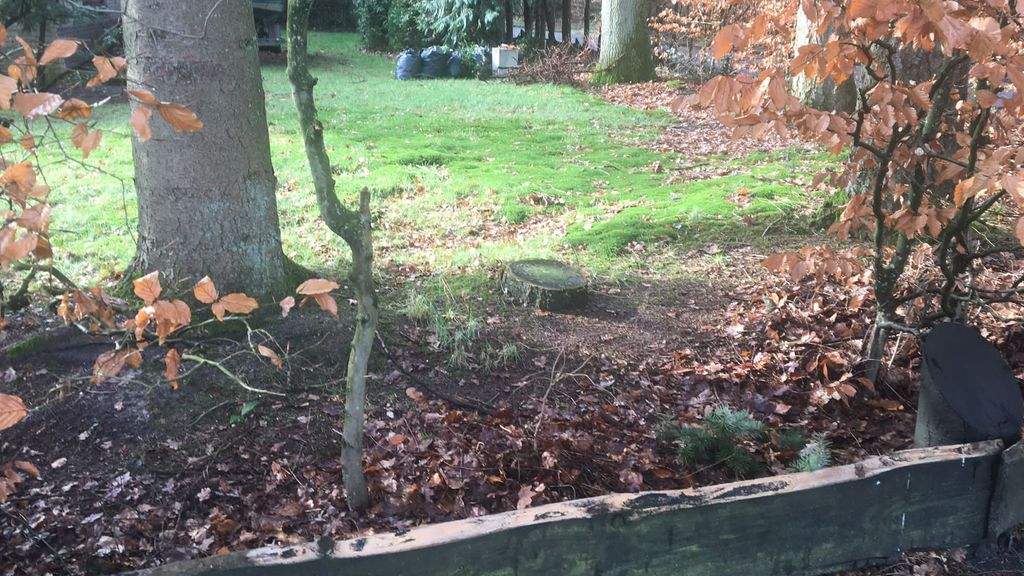 Foto: Bewoner Vierhouten kapt zonder vergunning bomen en moet herplanten