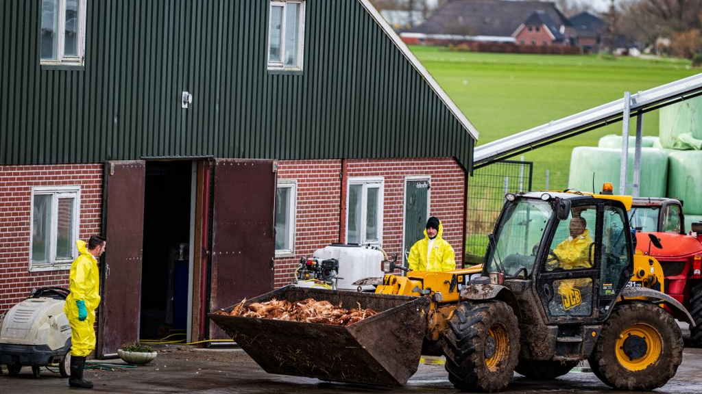 Foto: 77.000 kippen worden geruimd na vondst vogelgriep in Putten