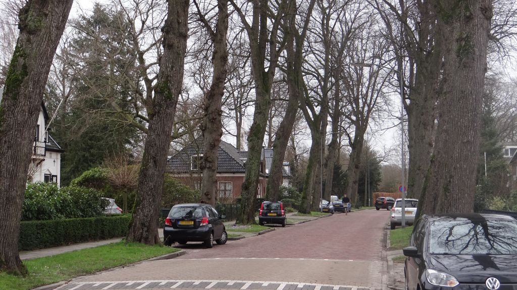 Foto: Monumentale lindes aan de Laan in Nunspeet krijgen een oppepper