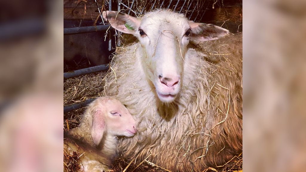 Foto: Niet alle bevallingen bij de schaapskudde gaan vanzelf
