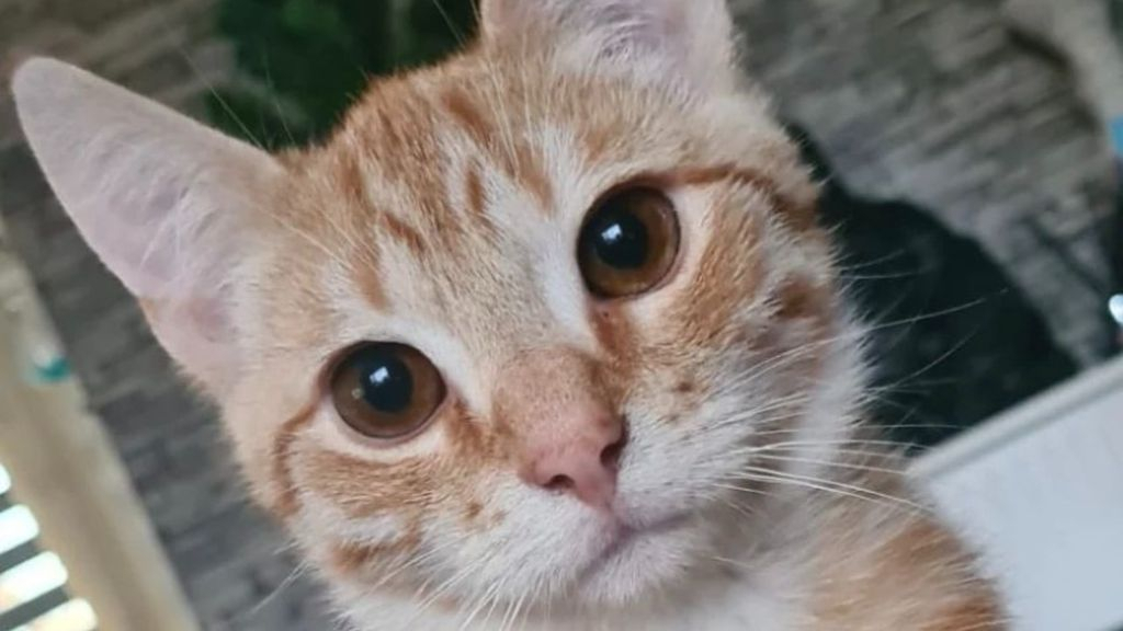 Foto: Lentekriebels bij katten, hormonen slaan op hol