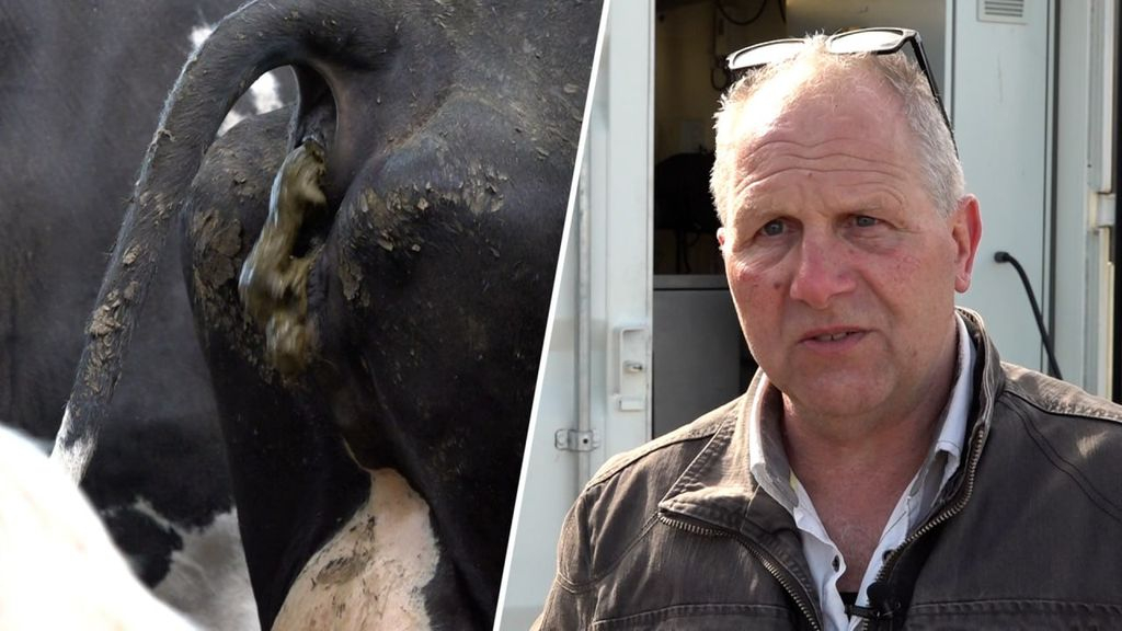 Foto: Poepende koeien moeten complete wijk van stroom voorzien