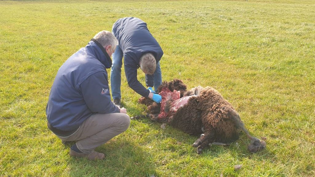 Foto: Wolf doodt twee schapen in Doornspijk: “Ze zijn kapot gescheurd”