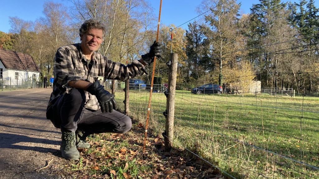Foto: Ieder dood schaap door wolf te voorkomen 'met juiste omheining'