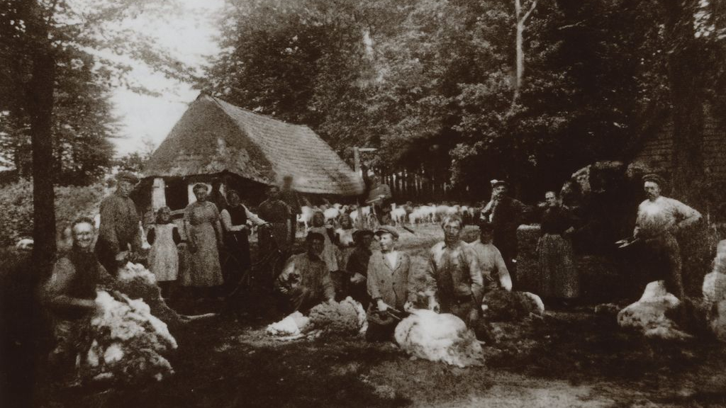 Foto: Staatsbosbeheer organiseert schaapscheerdersdag op Hoog Buurlo