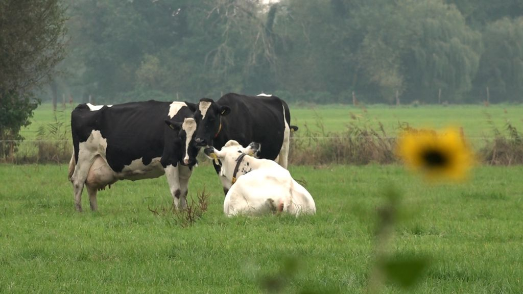 Foto: Spannende dag voor boeren: kabinet komt met reactie op stikstofadvies Remkes