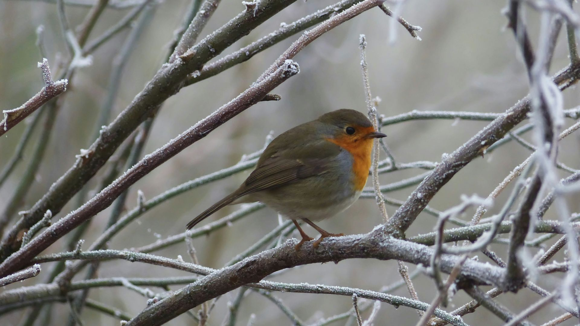 Foto: Help vogels de winter door: een 5-stappenplan