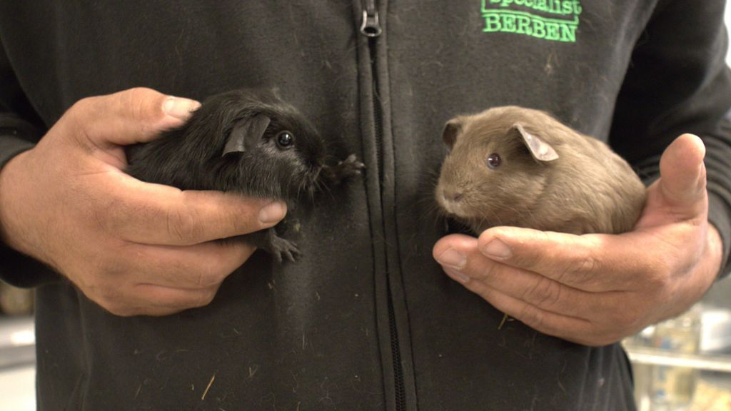 Foto: Volop knuffelen tijdens de konijnen en knaagdieren knuffeldag