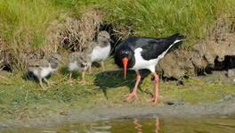 Foto: Nationale Vogelweek in Polder Arkemheen