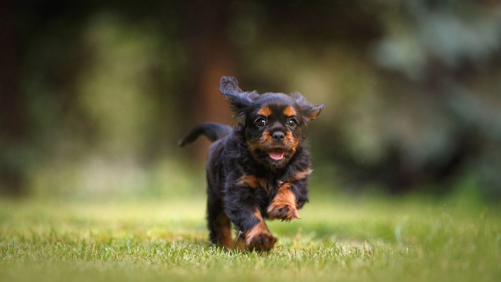 Foto: Hondenuitlaatren Elspeet mogelijk aan de Hogeweg