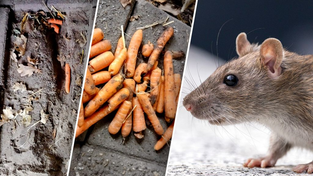 Foto: Rat met ondergronds gangenstelsel steelt Yvonnes wortels