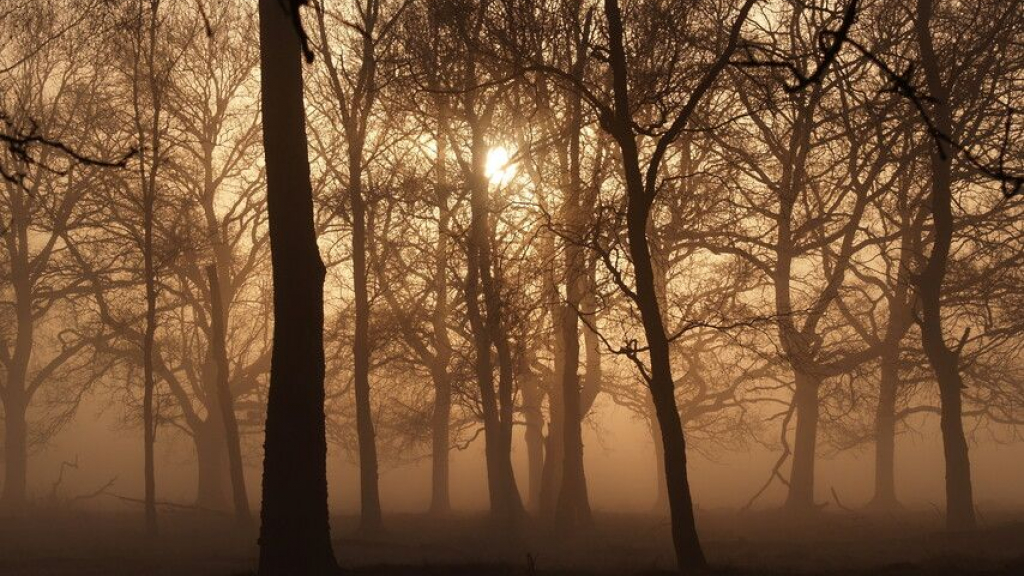 Foto: Wandelen in het Voorthuizense Wilbrinkbos
