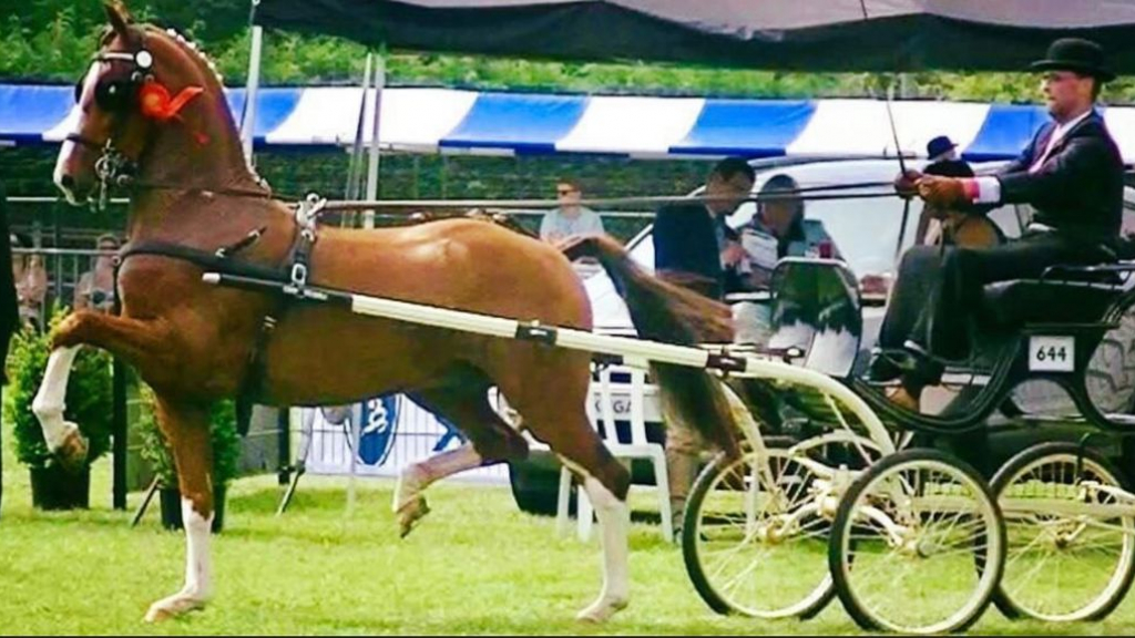Foto: Doornspijk houdt tradities in ere met het tuigpaardenconcours