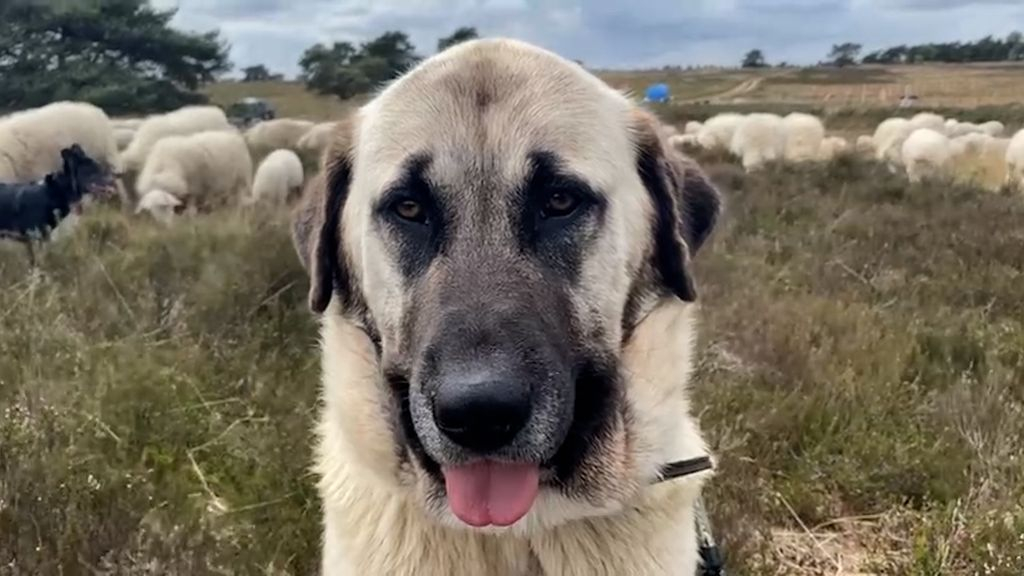 Foto: Kuddebeschermingshonden wennen langzaam maar zeker